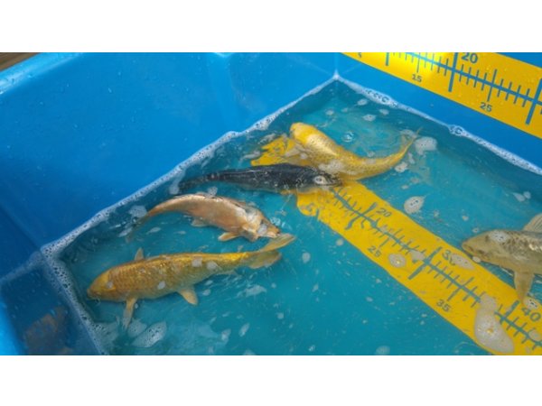 foto nr. 9 van deze Koi Overige , 