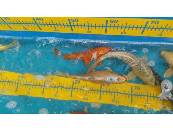 foto nr. 6 van deze Koi Overige , 