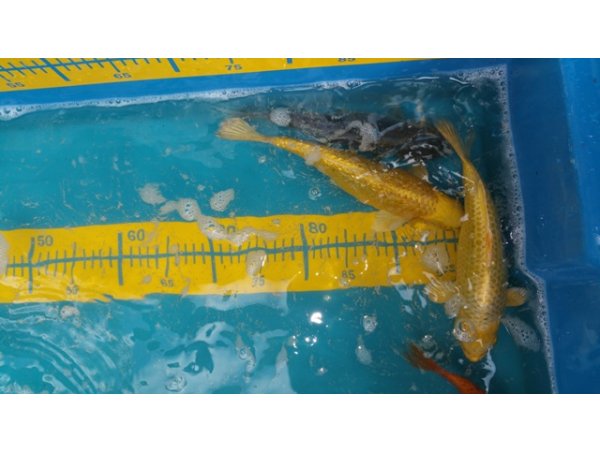 foto nr. 3 van deze Koi Overige , 