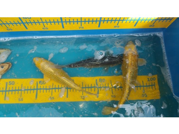 foto nr. 5 van deze Koi Overige , 