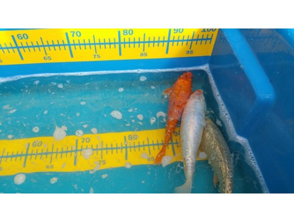 foto nr. 7 van deze Koi Overige , 