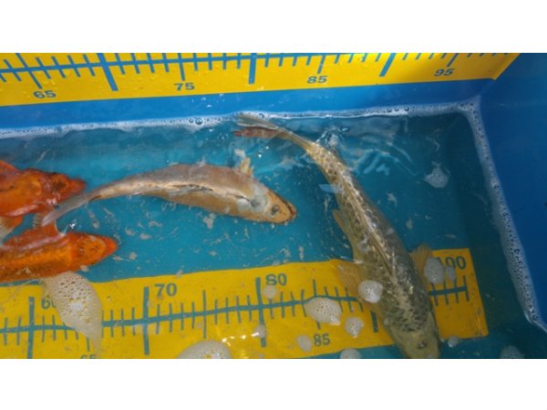 foto nr. 2 van deze Koi Overige , 