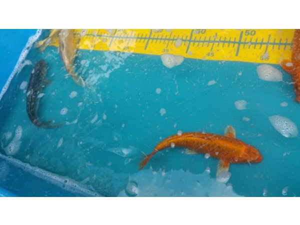 foto nr. 8 van deze Koi Overige , 