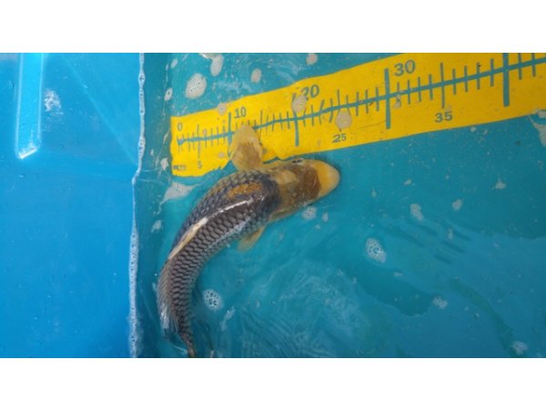 foto nr. 1 van deze Koi Overige , 