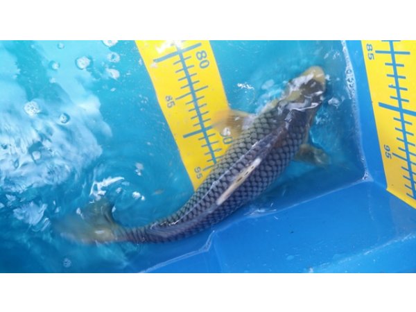 foto nr. 5 van deze Koi Overige , 