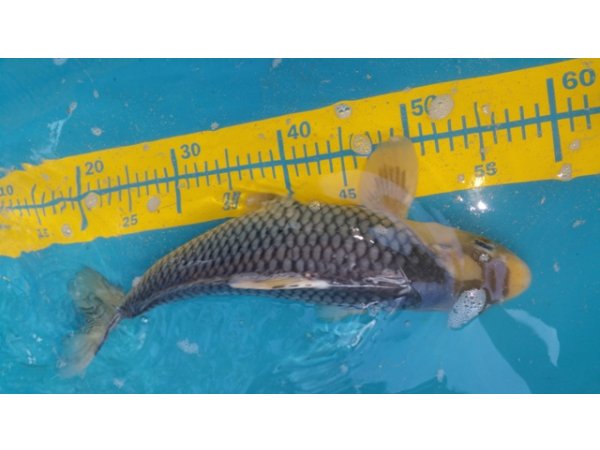 foto nr. 4 van deze Koi Overige , 