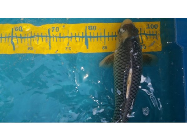 foto nr. 2 van deze Koi Overige , 