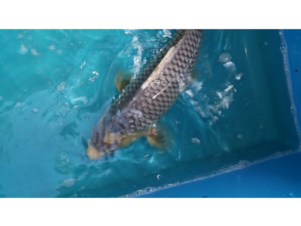 foto nr. 3 van deze Koi Overige , 