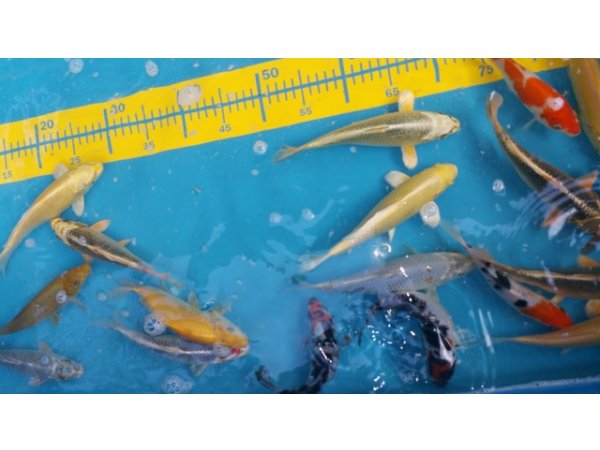 foto nr. 7 van deze Koi Overige , 