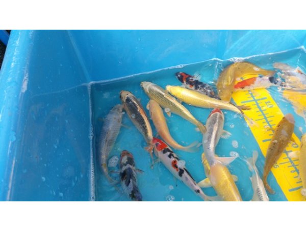 foto nr. 4 van deze Koi Overige , 