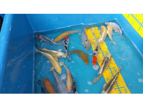 foto nr. 6 van deze Koi Overige , 