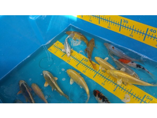 foto nr. 3 van deze Koi Overige , 