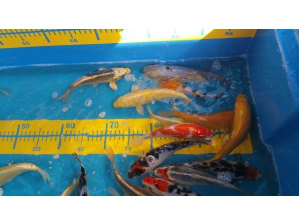 foto nr. 2 van deze Koi Overige , 