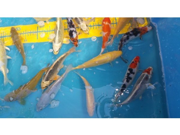 foto nr. 1 van deze Koi Overige , 