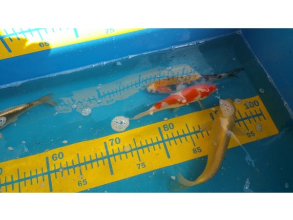 foto nr. 5 van deze Koi Overige , 