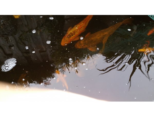 foto nr. 2 van deze Koi Overige , 