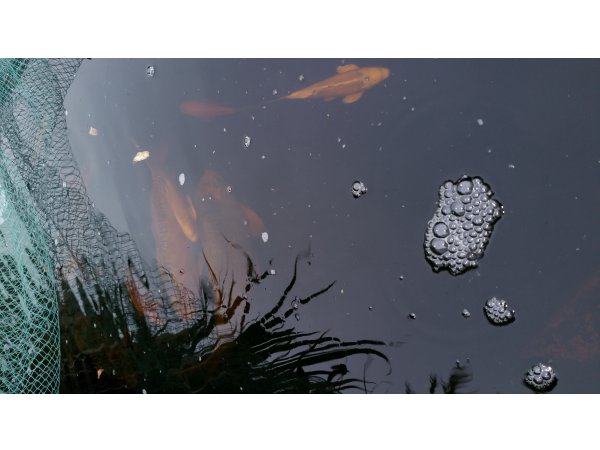 foto nr. 3 van deze Koi Overige , 