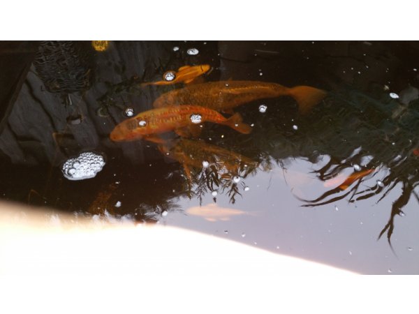 foto nr. 1 van deze Koi Overige , 