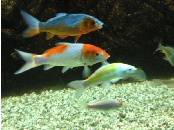 foto nr. 1 van deze Koi Tancho Kohaku , 