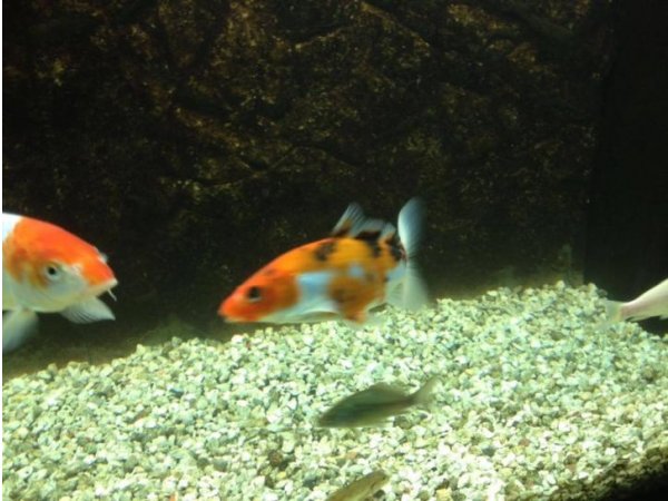 foto nr. 2 van deze Koi Tancho Kohaku , 
