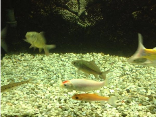 foto nr. 3 van deze Koi Tancho Kohaku , 