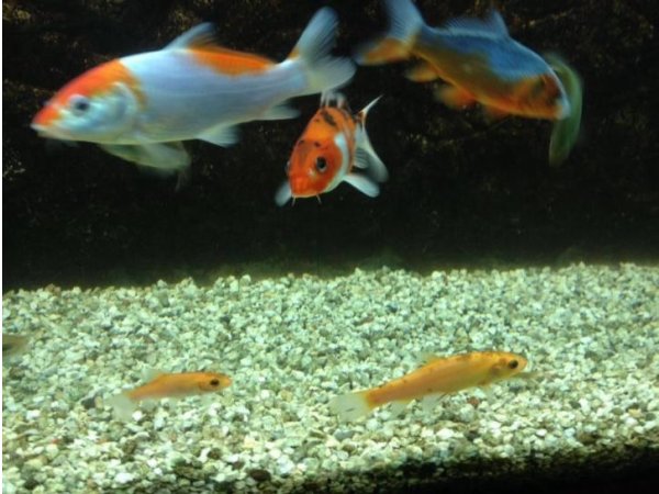 foto nr. 4 van deze Koi Tancho Kohaku , 