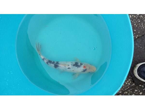 foto nr. 4 van deze Koi Overige , 