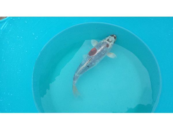 foto nr. 3 van deze Koi Overige , 