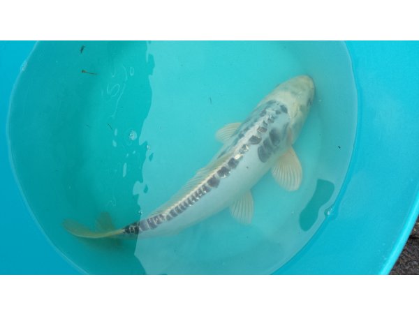 foto nr. 1 van deze Koi Overige , 