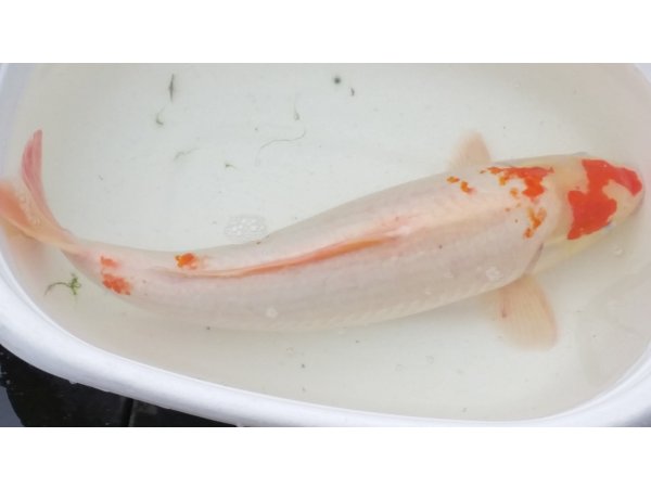 foto nr. 1 van deze Koi Overige , 