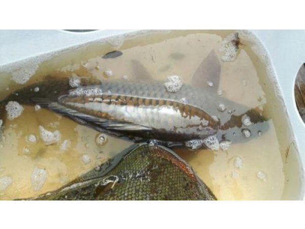 foto nr. 1 van deze Koi Overige , 