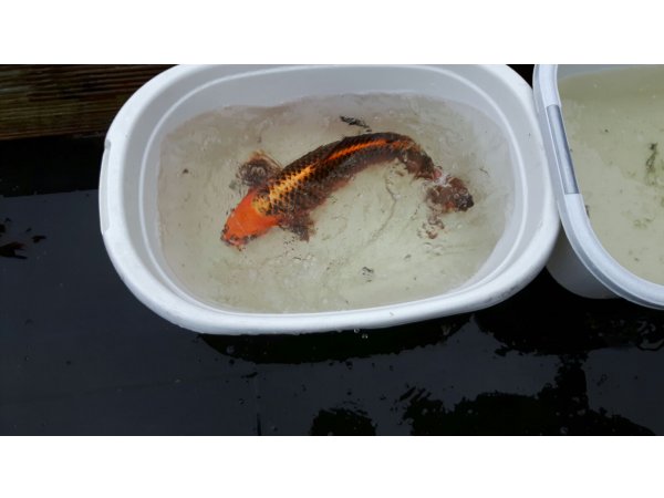 foto nr. 1 van deze Koi Overige , 