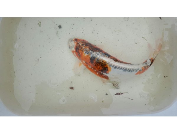 foto nr. 1 van deze Koi Overige , 