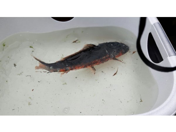 foto nr. 1 van deze Koi Overige , 