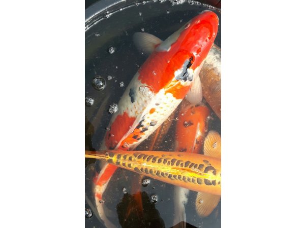 foto nr. 1 van deze Koi Overige , 