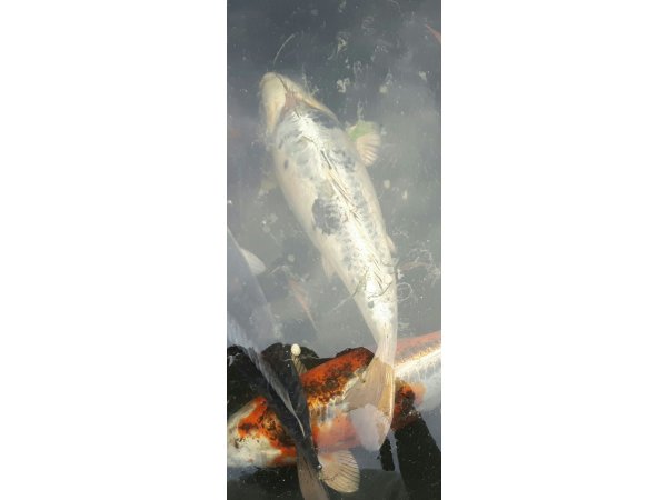 foto nr. 1 van deze Koi Overige , 