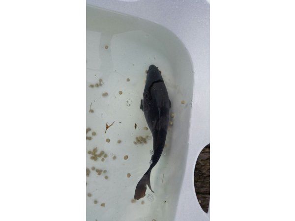 foto nr. 1 van deze Koi Overige , 