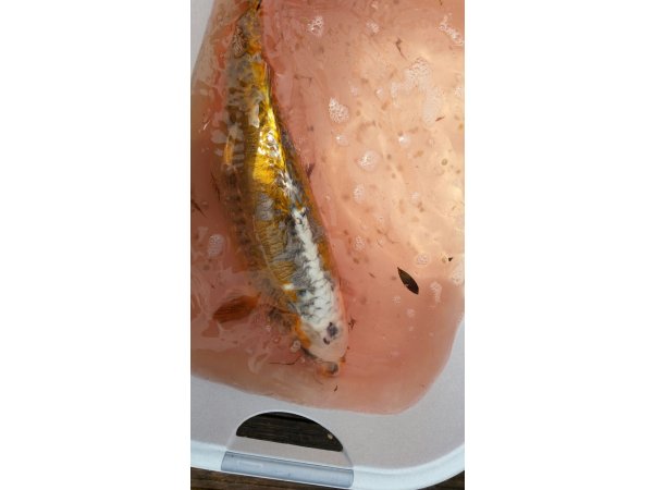 foto nr. 1 van deze Koi Overige , 