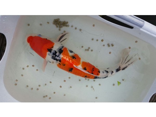 foto nr. 1 van deze Koi Overige , 