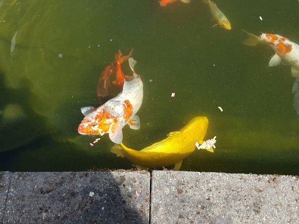 foto nr. 3 van deze Koi Yamabuki Ogon , 