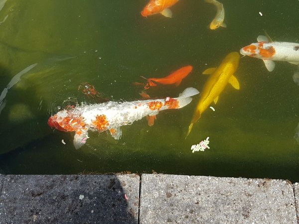 foto nr. 4 van deze Koi Yamabuki Ogon , 