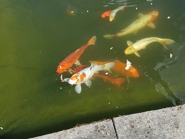 foto nr. 5 van deze Koi Overige , 