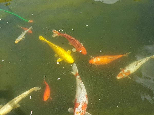 foto nr. 2 van deze Koi Overige , 