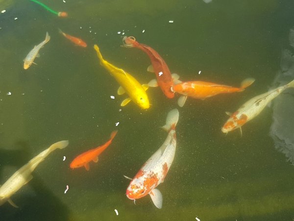 foto nr. 9 van deze Koi Overige , 