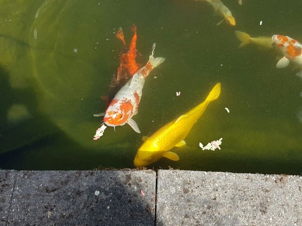 foto nr. 1 van deze Koi Overige , 