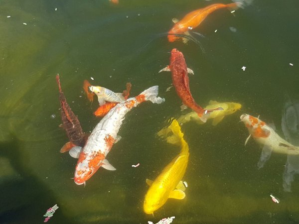 foto nr. 8 van deze Koi Overige , 