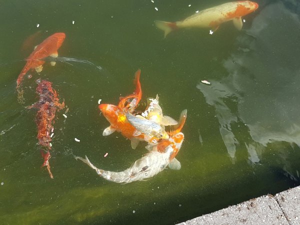 foto nr. 4 van deze Koi Overige , 