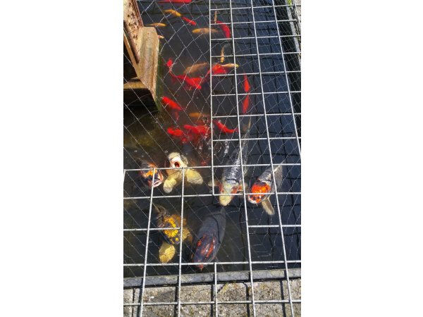 foto nr. 4 van deze Koi Overige , 