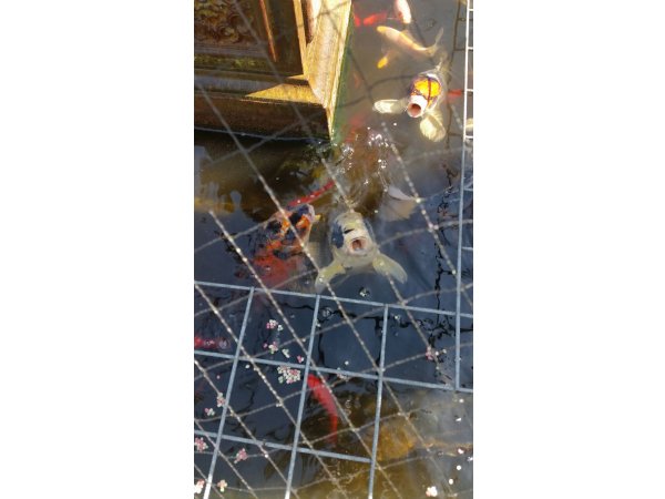 foto nr. 2 van deze Koi Overige , 