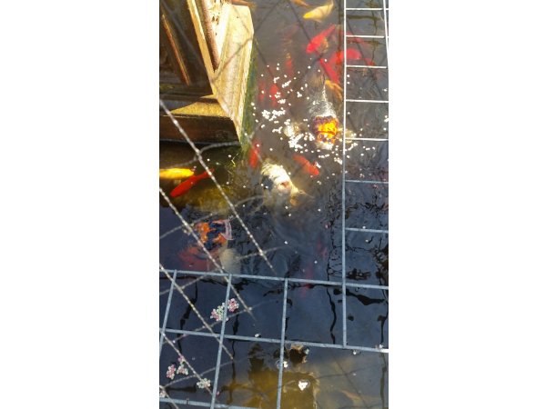 foto nr. 6 van deze Koi Overige , 